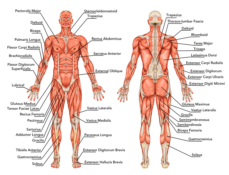 AF Accelerate - Anatomy