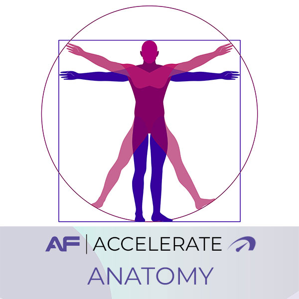 AF Accelerate – Anatomy